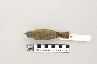 Vireo olivaceus image