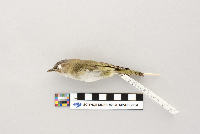 Vireo olivaceus image