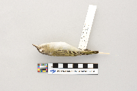 Vireo olivaceus image