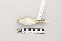 Vireo olivaceus image