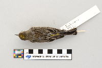 Dendroica coronata image