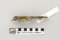 Dendroica coronata image