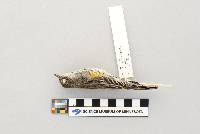 Dendroica coronata image