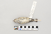 Dendroica coronata image