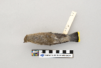 Bombycilla cedrorum image