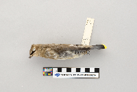 Bombycilla cedrorum image
