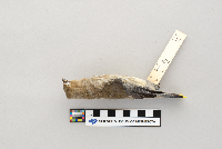 Bombycilla cedrorum image
