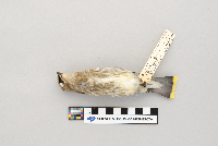 Bombycilla cedrorum image