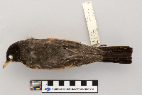Turdus migratorius image