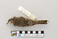 Thumbnail image of current specimen