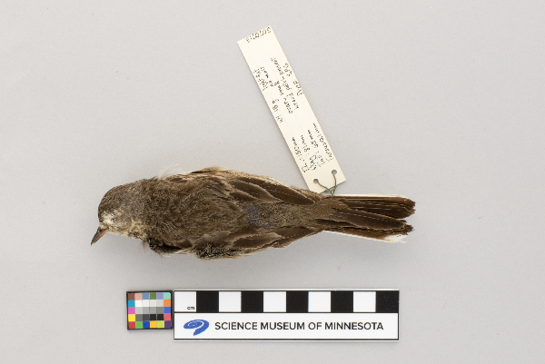 Motacillidae image