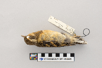 Ixoreus naevius image