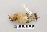 Ixoreus naevius image