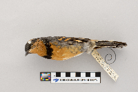 Ixoreus naevius image