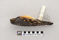 Ixoreus naevius image