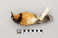 Ixoreus naevius image