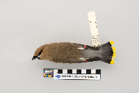 Bombycilla cedrorum image