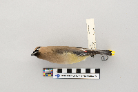 Bombycilla cedrorum image