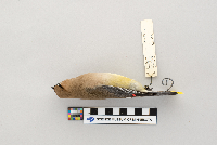 Bombycilla cedrorum image