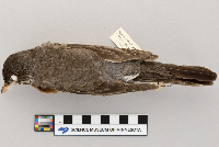 Turdus migratorius image