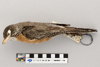 Turdus migratorius image