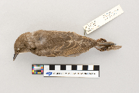 Sturnus vulgaris image