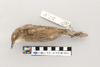 Sturnus vulgaris image