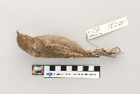 Sturnus vulgaris image