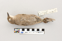 Sturnus vulgaris image