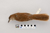 Toxostoma rufum image