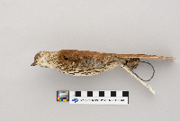 Toxostoma rufum image