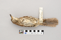 Toxostoma rufum image