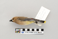 Bombycilla cedrorum image