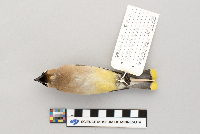 Bombycilla cedrorum image