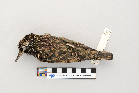 Sturnus vulgaris image