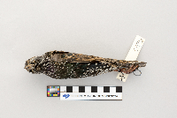 Sturnus vulgaris image