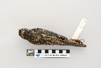 Sturnus vulgaris image