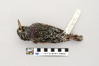 Sturnus vulgaris image