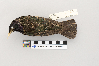 Sturnus vulgaris image