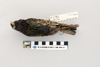 Sturnus vulgaris image
