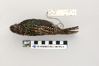 Sturnus vulgaris image