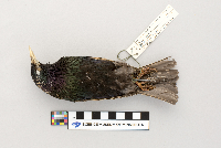 Sturnus vulgaris image