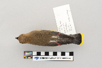 Bombycilla cedrorum image
