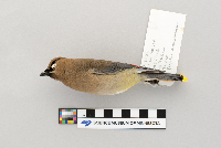 Bombycilla cedrorum image