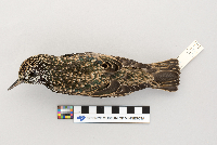 Sturnus vulgaris image