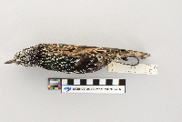 Sturnus vulgaris image