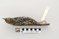 Sturnus vulgaris image