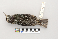 Sturnus vulgaris image
