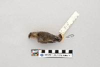 thumbnail image of current specimen