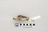 thumbnail image of current specimen